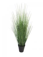 King festuca groen in pot 61cm - thumbnail