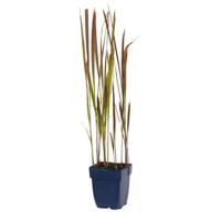 Imperata cylindrica Red Baron vaste plant Griffioen - Griffioen - thumbnail