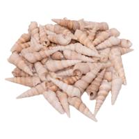 Colorations - zeeschelpen turritella, 550g - thumbnail