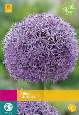 Allium gladiator 5 bollen