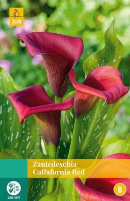 Zantedeschia callafornia red JUB 1 bloembol - Jub