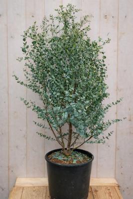 Gomboom Eucalyptus gunii Azura 110 cm Warentuin Natuurlijk - Warentuin natuurlijk