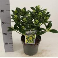 Skimmia (Skimmia Japonica “White Globe”®) heester - 20-25 cm (C2) - 6 stuks - thumbnail