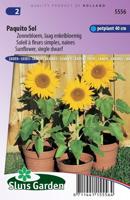 Helianthus annuus zaden dwarf Paquito Sol - thumbnail