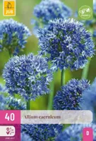 Jub Allium caeruleum 40st - thumbnail