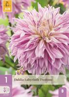Dahlia labyrinth twotone - thumbnail