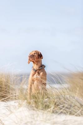 Trainingshalsbanden voor honden Trixie BE NORDIC Bruin Donker grijs 50 cm - thumbnail