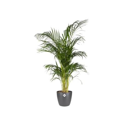 Elho brussels round 16 cm antraciet