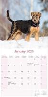 Airedale Terrier Kalender 2026 - thumbnail