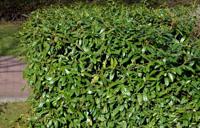 Laurierhaag - thumbnail