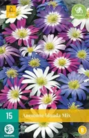 Anemone blanda mix 15 bollen - thumbnail