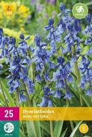 Hyacinthoides non-scripta 20 bollen - thumbnail