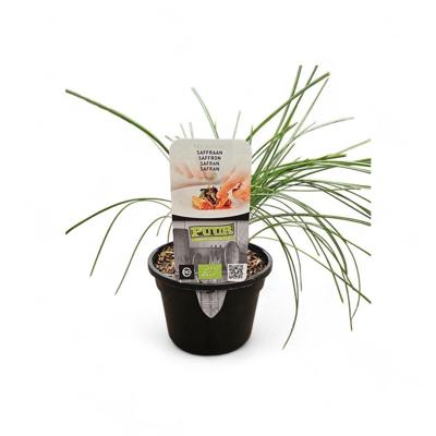 Puur kruiden Crocus sativus - saffraan biologisch
