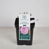 Engelse roos (rosa "Olivia Rose Austin"®) - thumbnail