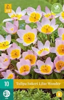 Tulp bakeri lilac wonder 10 bollen - thumbnail