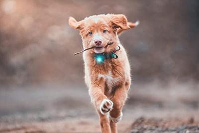 Orbiloc veiligheidslampje Dog Dual, turquoise - thumbnail