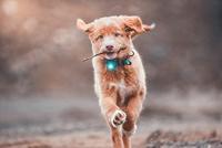 Dog Dual Light Turquoise - thumbnail