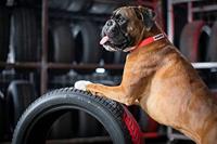 Kleber Quadraxer suv xl 225/60 R17 103V KL2256017VQUASUVXL - thumbnail