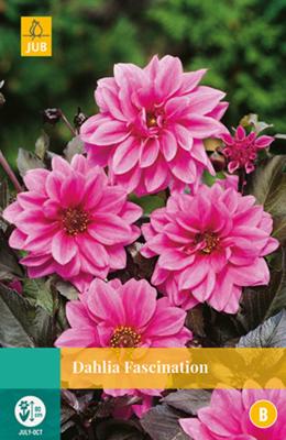 Dahlia Fascination Bloembol JUB 1 bol - Jub