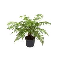 Dicksonia antartica stam S boomvaren kamerplant - thumbnail