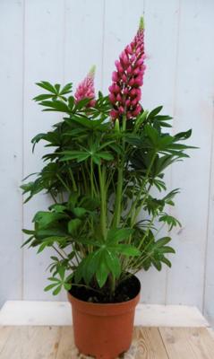 Lupinus Lupine roze 50 cm Warentuin Natuurlijk - Warentuin natuurlijk