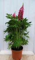 Lupinus Lupine roze 50 cm Warentuin Natuurlijk - Warentuin natuurlijk - thumbnail