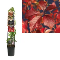 Wilde Wingerd Parthenocissus Quinquefolia Engelmannii 120 cm klimplant - thumbnail
