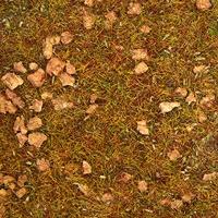 NOCH 8360 Strooigras Stenige bergweide Groen (gemiddeld) - thumbnail