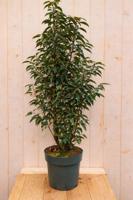 Portugese laurier Prunus lusitanica Angustifolia 140 cm Warentuin Natuurlijk - Warentuin natuurlijk - thumbnail