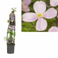 Roze bosrank (Clematis montana "Rubens") klimplant 120 cm - thumbnail