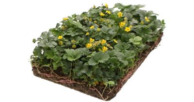 Plantenmat vasteplanten Waldsteinia Temnata Goudaardbei prijs per 1m2 cm Covergreen - Covergreen