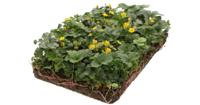 Plantenmat vasteplanten Waldsteinia Temnata Goudaardbei prijs per 1m2 cm Covergreen - Covergreen - thumbnail