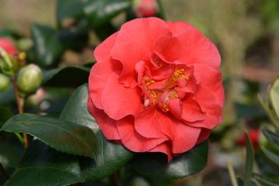 Camellia