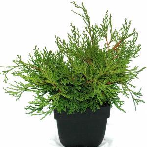 Schijncipres (Chamaecyparis obtusa "Pygmaea") conifeer Schijncipres (Chamaecyparis obtusa "Pygmaea") conifeer