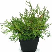 Schijncipres (Chamaecyparis obtusa "Pygmaea") conifeer - thumbnail