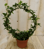 Klimop boog kamerplant Hedera Warentuin Natuurlijk - Warentuin natuurlijk - thumbnail