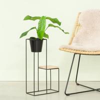 Rhaphidophora Foraminifera- P12 - thumbnail