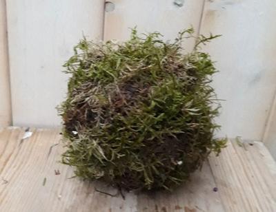 Platmos mos bol ongeveer dia. 20 cm - Warentuin natuurlijk