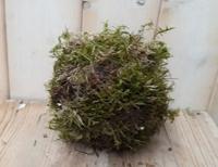 Platmos mos bol ongeveer dia. 20 cm - Warentuin natuurlijk - thumbnail
