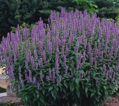 Agastache Blue Fortune Samplant - Griffioen