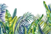 Fotobehang - Groene en blauwe tropische planten, in 11 maten te koop, incl behanglijm - thumbnail