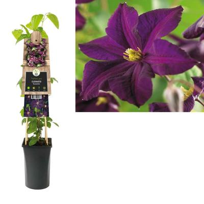 Donkerpaarse bosrank (Clematis "Romantika") klimplant
