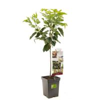 Kersenboom (prunus avium "Sunburst") fruitbomen - In 5 liter pot - 1 stuks - thumbnail
