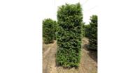 Kant & klaar haag Taxus Baccata blokhaag H250 x B80 x L80 cm Venijnboom Quickhedge - Quickhedge - thumbnail