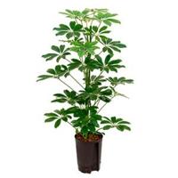 Schefflera arboricola 2pp hydrocultuur plant - thumbnail