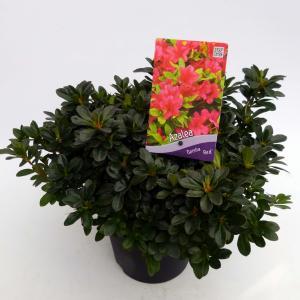 Rododendron (Rhododendron Japonica "Geisha Red") heester - 30-35 cm - 1 stuks