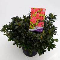 Rododendron (Rhododendron Japonica "Geisha Red") heester - 30-35 cm - 1 stuks - thumbnail