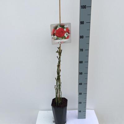 Klimroos Rosa Jive 90 - 110 cm Arie Bouman - Arie bouman