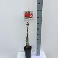 Klimroos Rosa Jive 90 - 110 cm Arie Bouman - Arie bouman - thumbnail