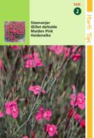 Zaden Dianthus Steenanjer Karmijnrose Hortitops - Hortitops - thumbnail